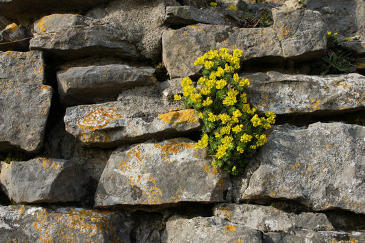 YELLOW WHITLOW-GRASS  Draba aizoides
