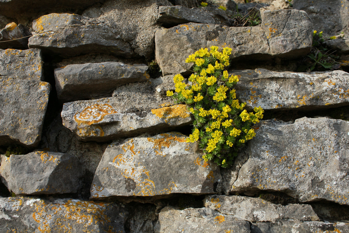 YELLOW WHITLOW-GRASS  Draba aizoides