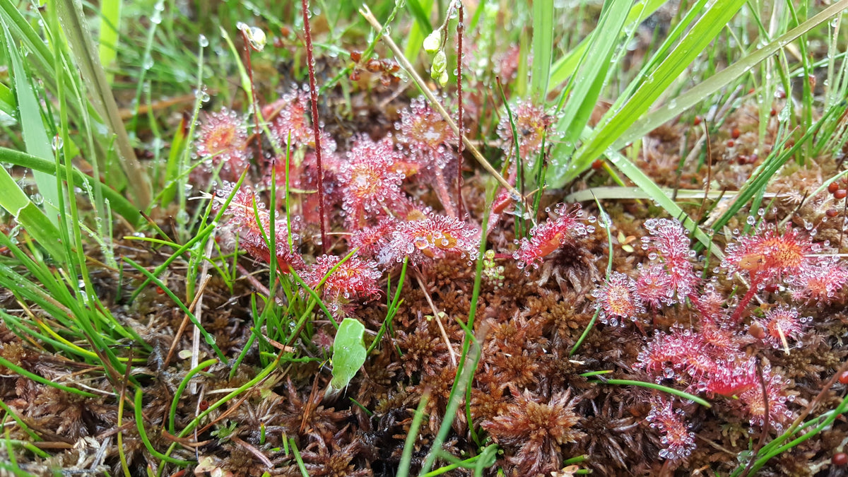 Root Rotting Sundew ROUND-LEAVED SUNDEW Drosera rotundifolia – Celtic Wildflowers