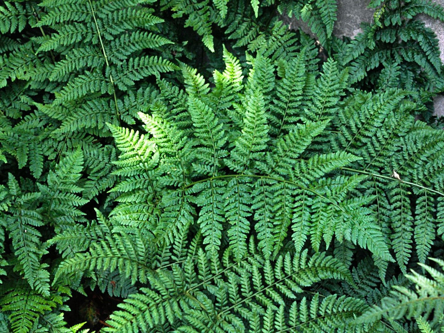 BROAD BUCKLER-FERN  Dryopteris dilatata