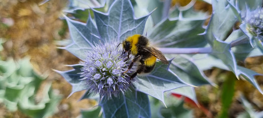 SEA-HOLLY  Eryngium maritimum