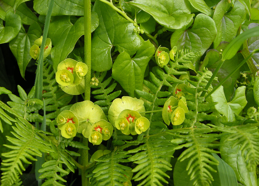 WOOD SPURGE  Euphorbia amygdaloides