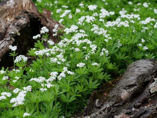 WOODRUFF  Galium odoratum