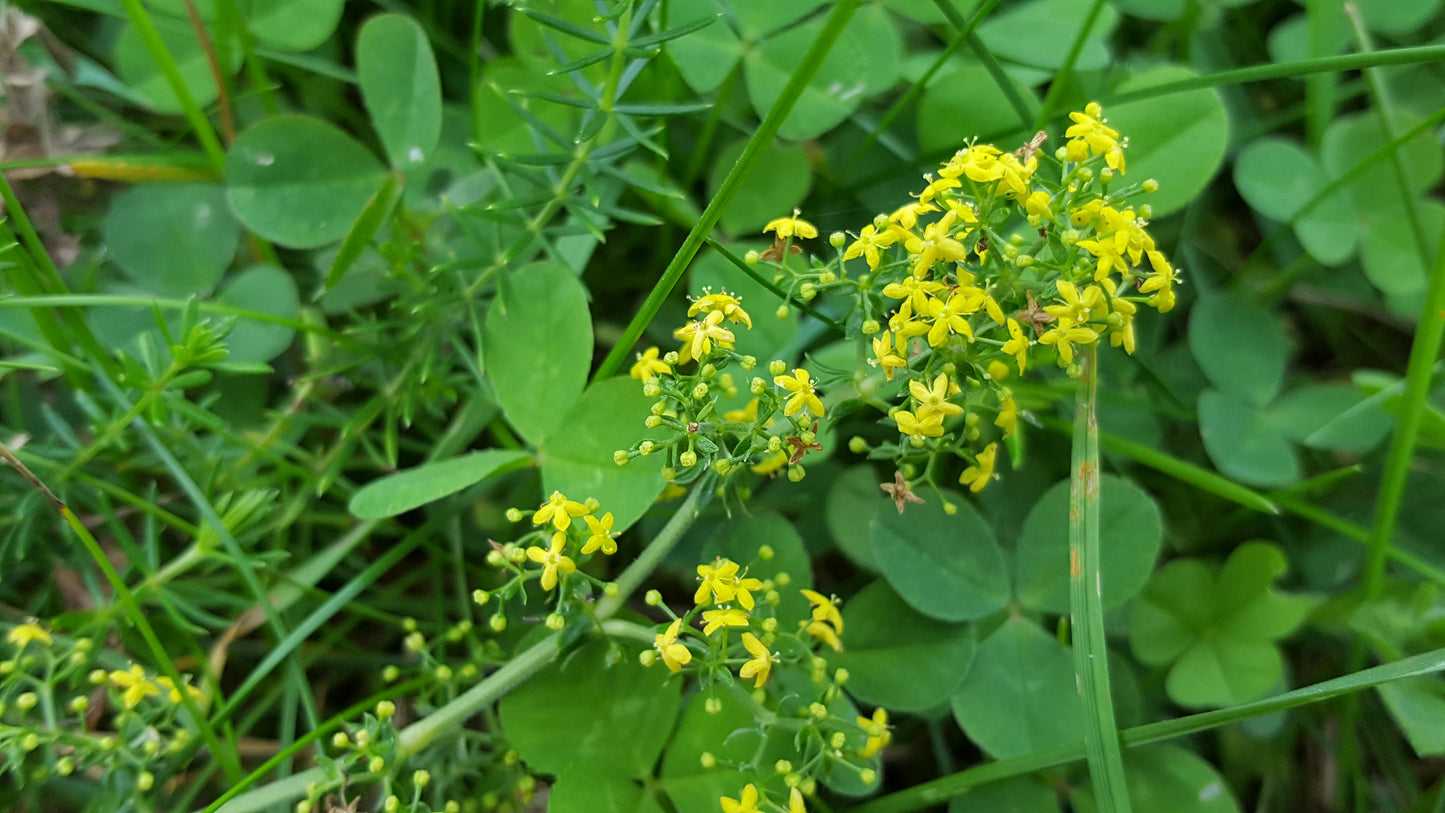 LADY'S BEDSTRAW  Galium verum