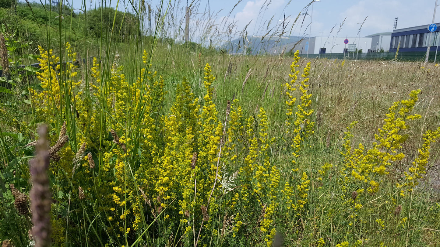 LADY'S BEDSTRAW  Galium verum