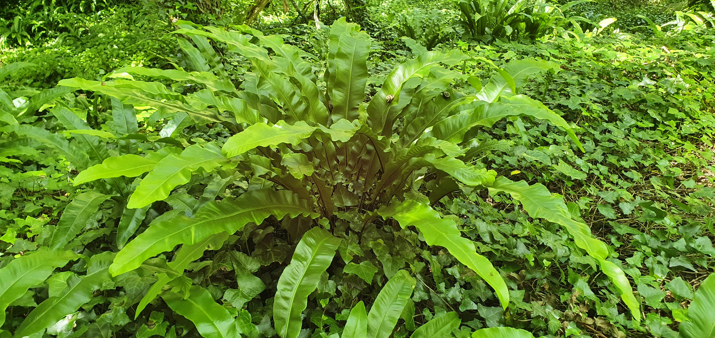 HART'S-TONGUE  Asplenium scolopendrium