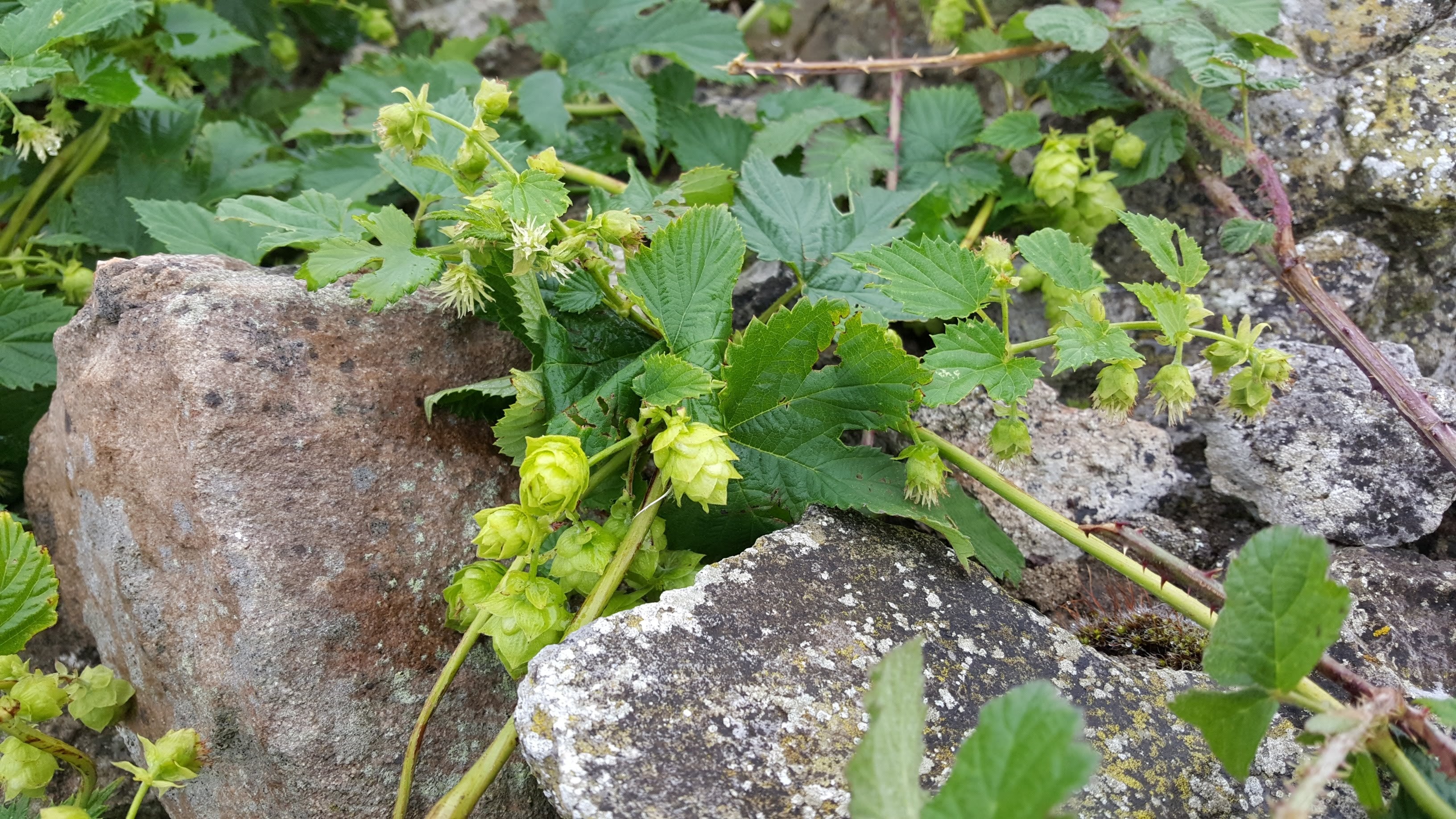Hop Humulus HOP Humulus lupulus – Celtic Wildflowers