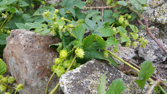 HOP  Humulus lupulus