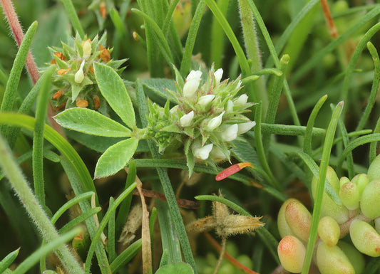 ROUGH CLOVER  Trifolium scabrum