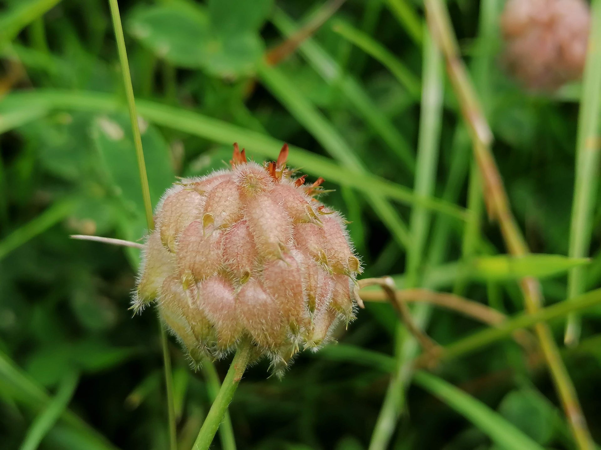 STRAWBERRY CLOVER Trifolium fragiferum  Celtic Wildflowers
