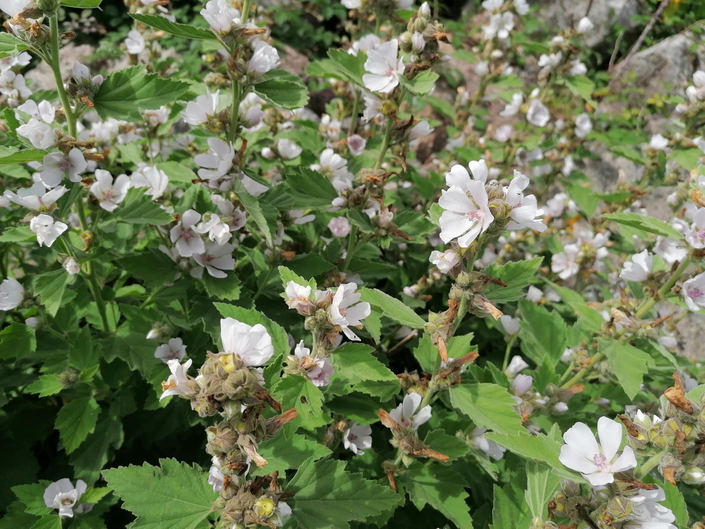 MARSH MALLOW  Althaea officinalis