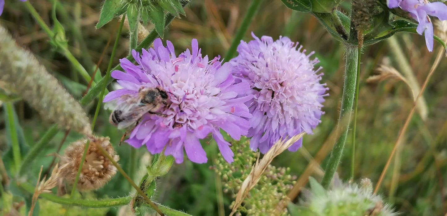 FIELD SCABIOUS  Knautia arvensis