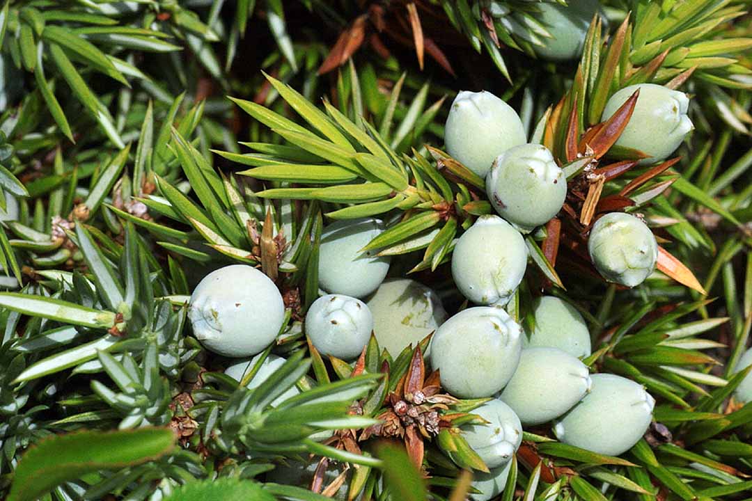 JUNIPER  Juniperus communis