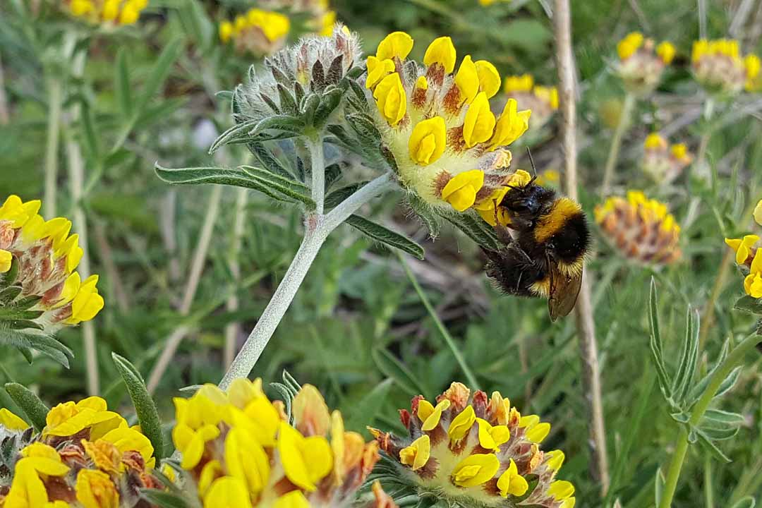 KIDNEY VETCH  Anthyllis vulneraria