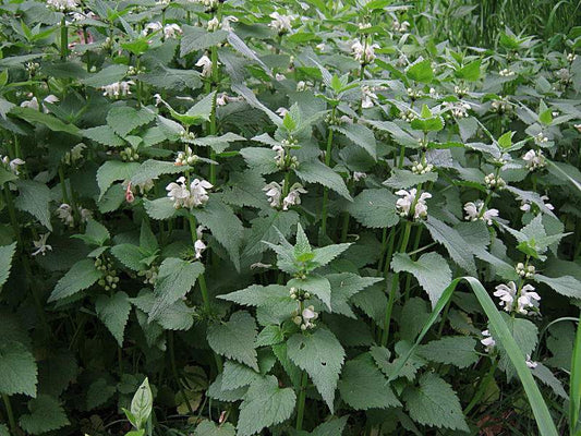 WHITE DEAD-NETTLE  Lamium album