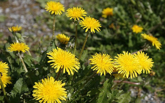 ROUGH HAWKBIT  Leontodon hispidus