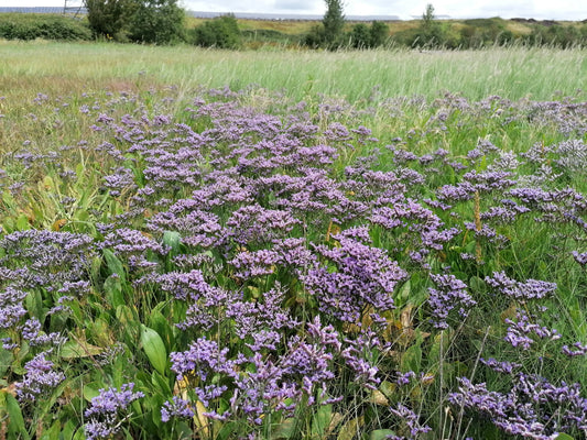 COMMON SEA-LAVENDER  Limonium vulgare