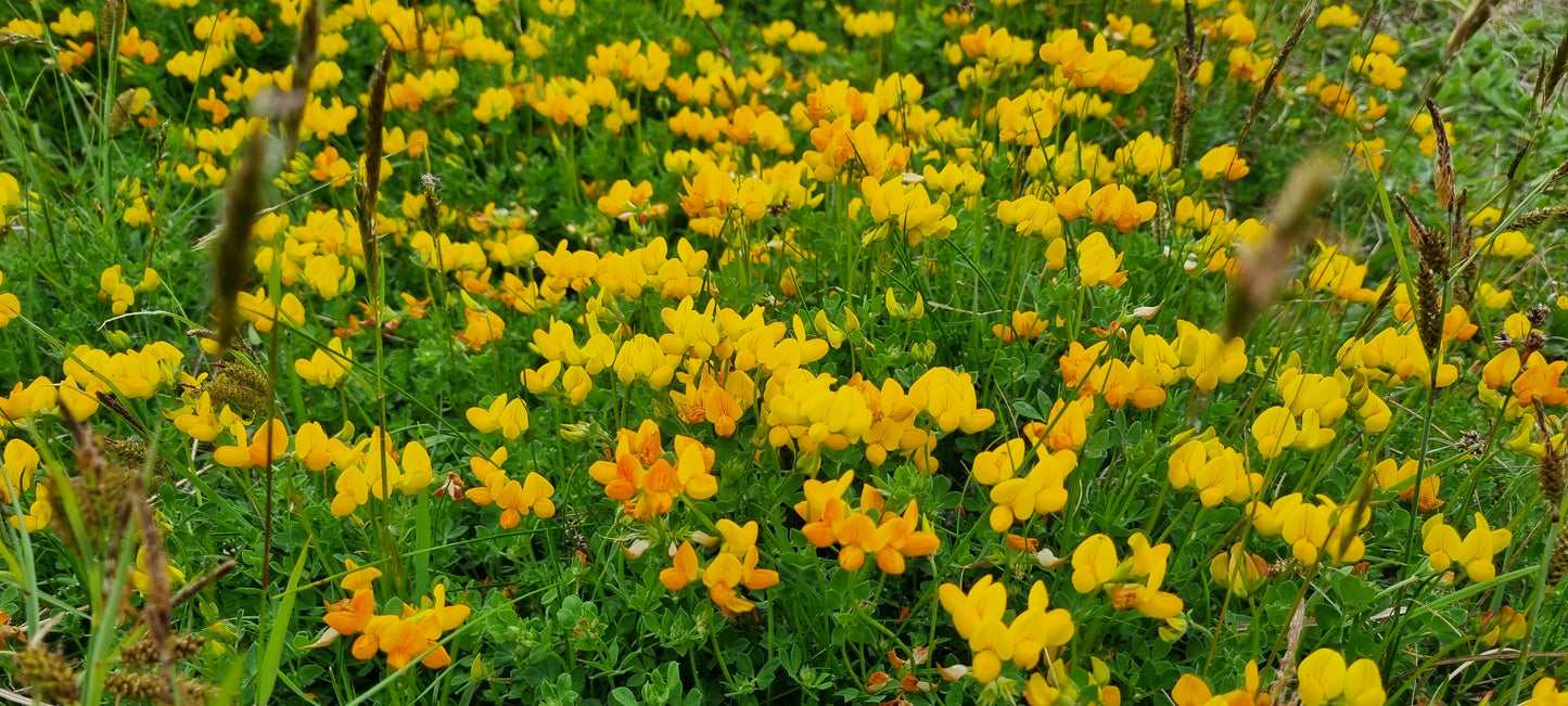 COMMON BIRD'S-FOOT-TREFOIL  Lotus corniculatus