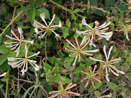 HONEYSUCKLE  Lonicera periclymenum