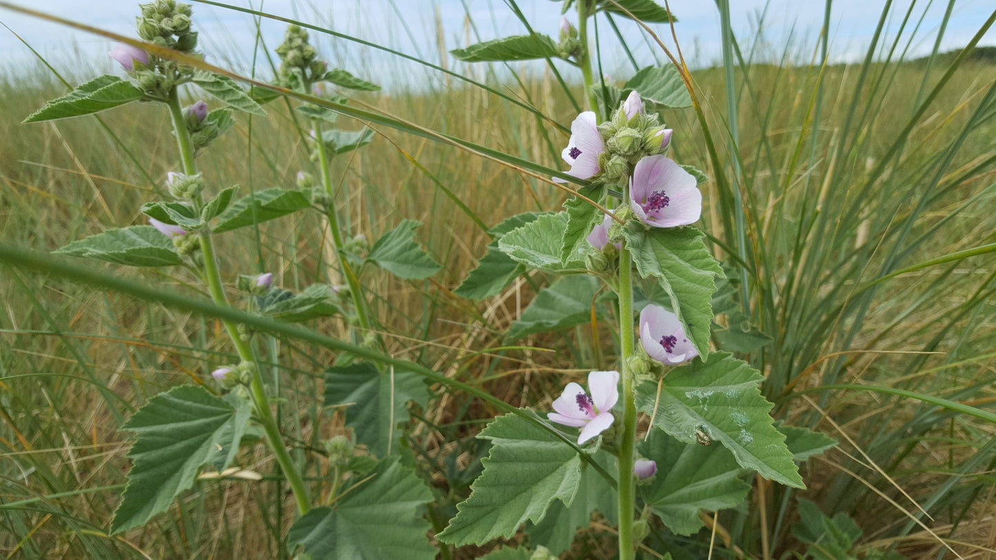 MARSH MALLOW  Althaea officinalis