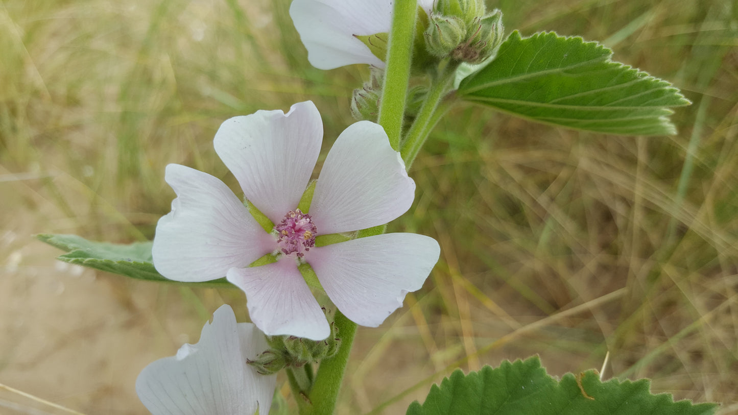 MARSH MALLOW  Althaea officinalis