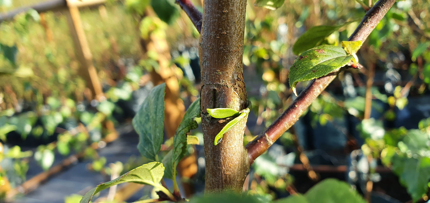 Gower Crab Apple with Mistletoe Tree