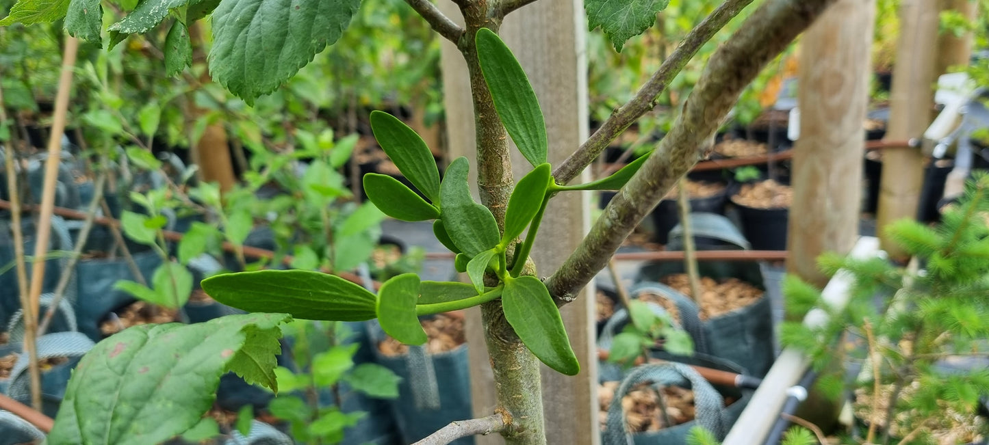 Gower Crab Apple with Mistletoe Tree