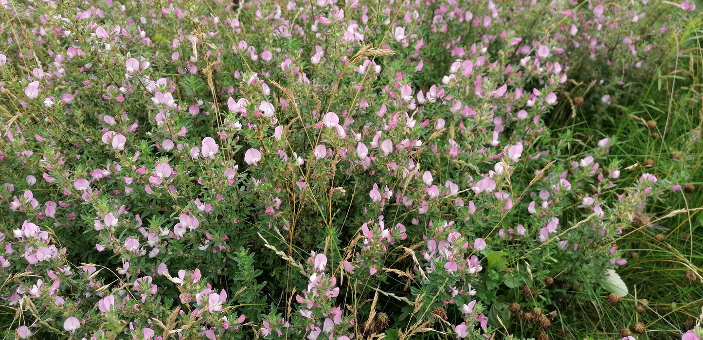 SPINY RESTHARROW  Ononis spinosa