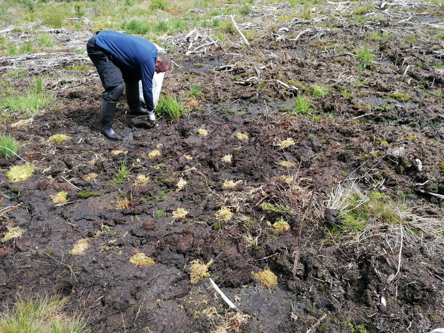 SPHAGNUM / BOG-MOSS (10+ species)