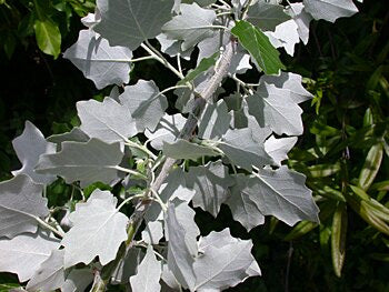 WHITE POPLAR  Populus alba