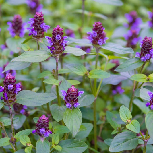 SELFHEAL  Prunella vulgaris