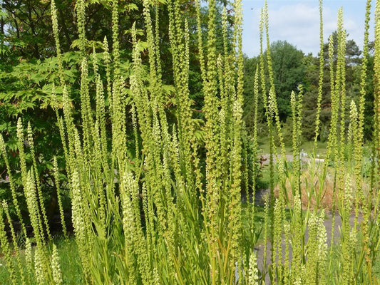 WELD  Reseda luteola