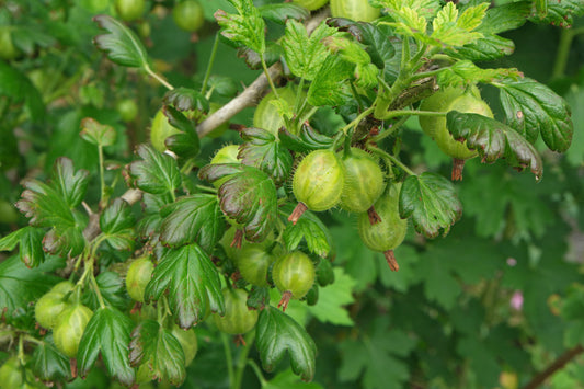 GOOSEBERRY  Ribes uva crispa