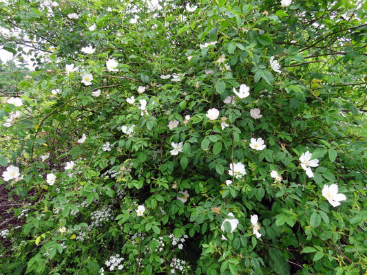 DOG-ROSE  Rosa canina