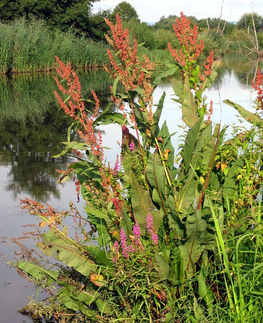 WATER DOCK  Rumex hydrolapathum