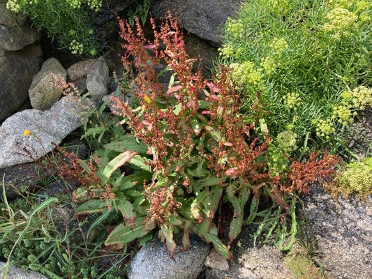 SHORE DOCK  Rumex rupestris