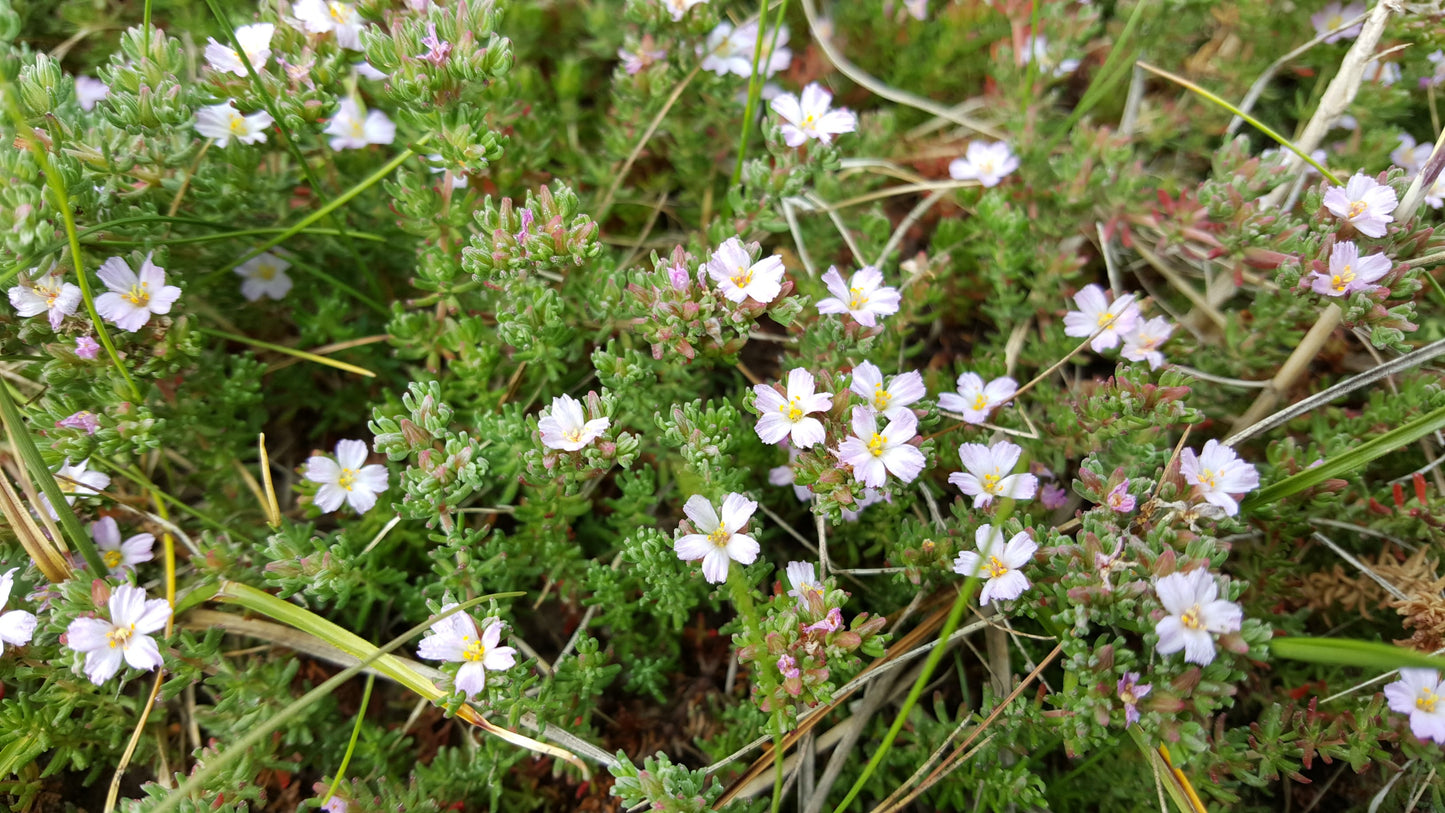 SEA-HEATH  Frankenia laevis