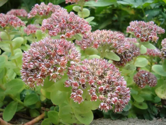 ORPINE  Hylotelephium (Sedum) telephium