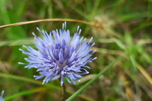 SHEEP'S-BIT  Jasione montana