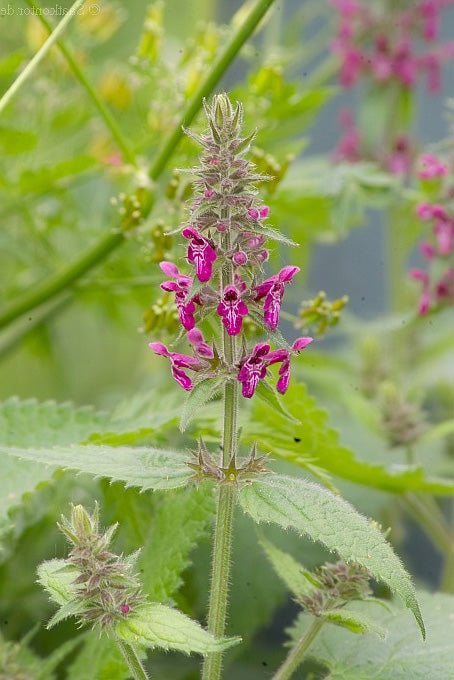 HEDGE WOUNDWORT  Stachys sylvatica