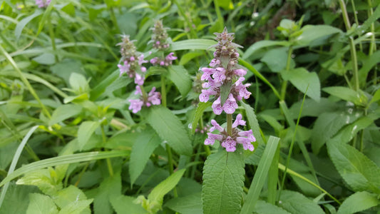 MARSH WOUNDWORT  Stachys palustris