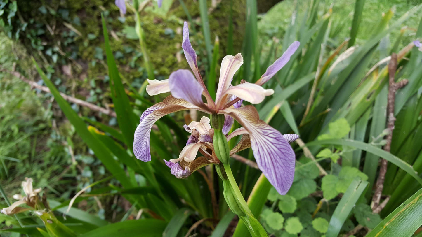 STINKING IRIS  Iris foetidissima