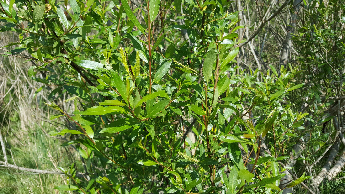 BAY-LEAVED WILLOW  Salix pentandra