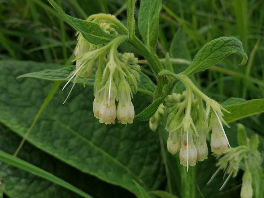 COMMON COMFREY  Symphytum officinale