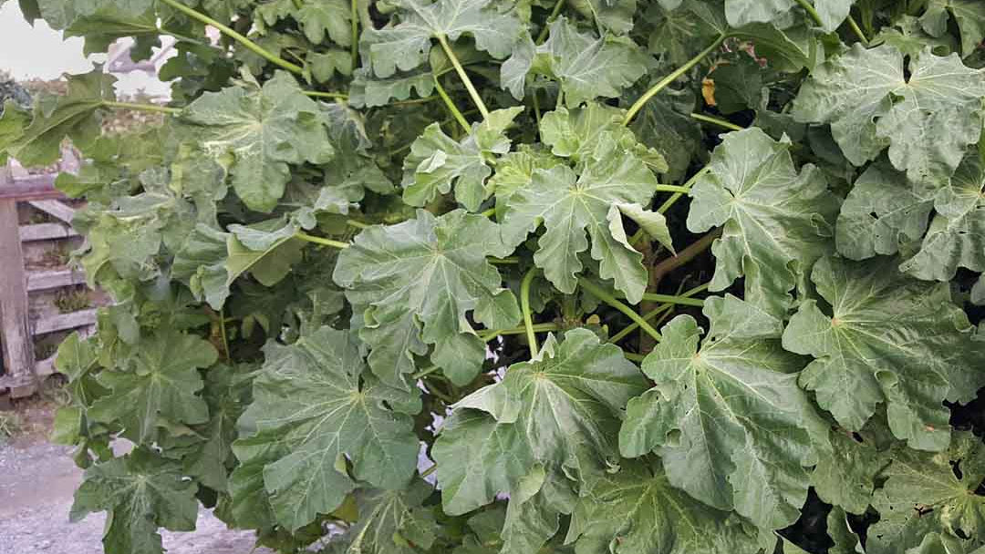Malla Tree Trees and Shrubs – Page 2 – Celtic Wildflowers