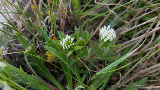 SEA CLOVER  Trifolium squamosum