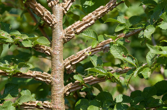 SMALL-LEAVED ELM  Ulmus minor