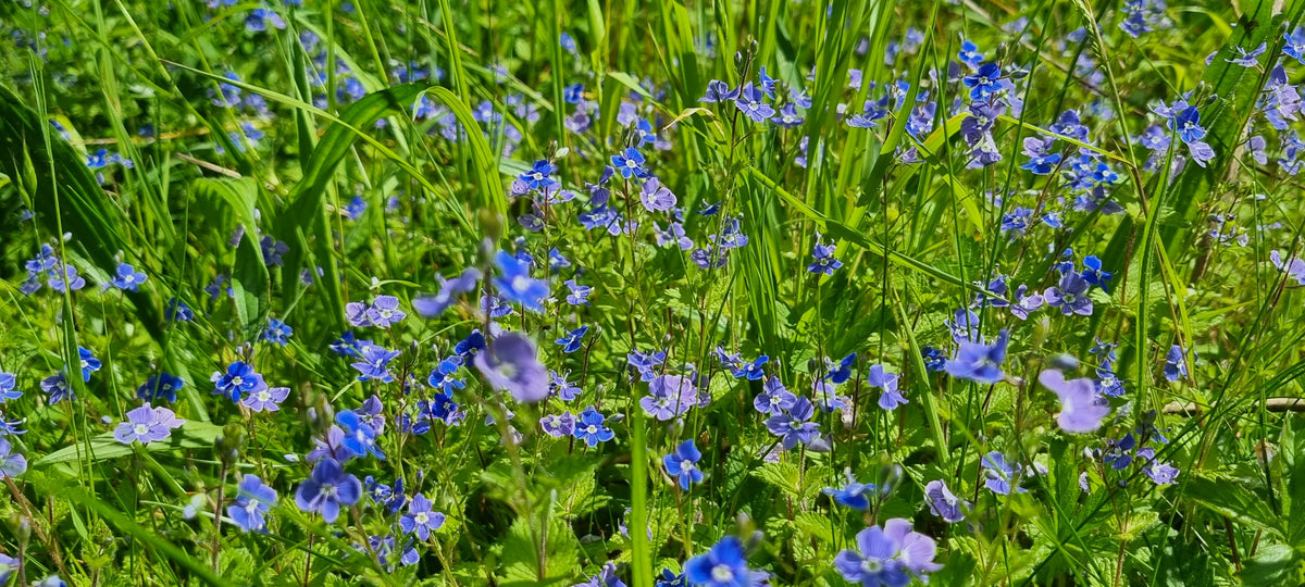 GERMANDER SPEEDWELL Veronica chamaedrys – Celtic Wildflowers