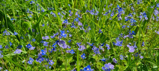 GERMANDER SPEEDWELL  Veronica chamaedrys