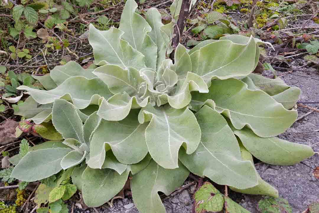 HOARY MULLEIN  Verbascum pulverulentum